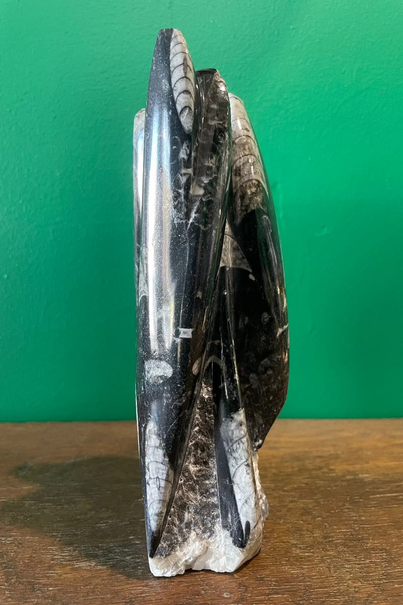 Orthoceras Fossil Tower