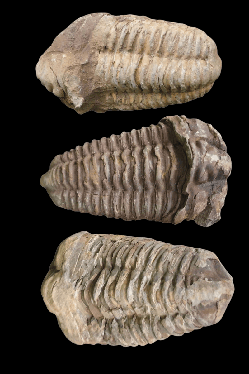 Trilobite Fossil - Dusty Rose Essentials