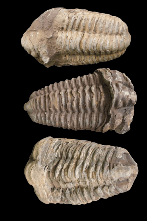 Trilobite Fossil - Dusty Rose Essentials