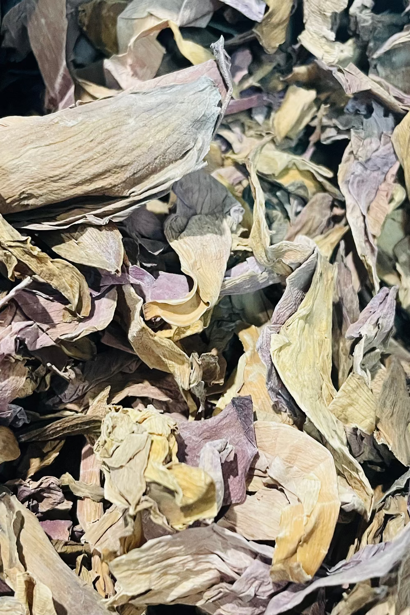 close up of dried sacred lotus flower petals