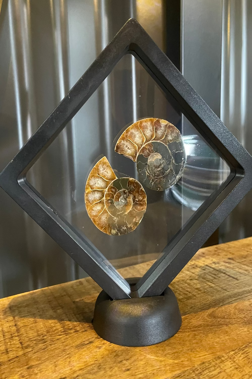 ammonite fossils in a display case on a wooden surface.