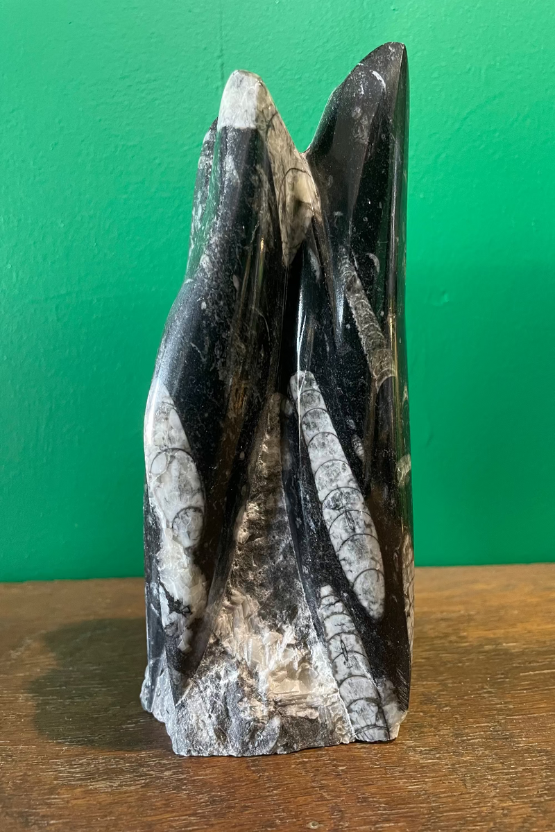 Orthoceras Fossil Tower 