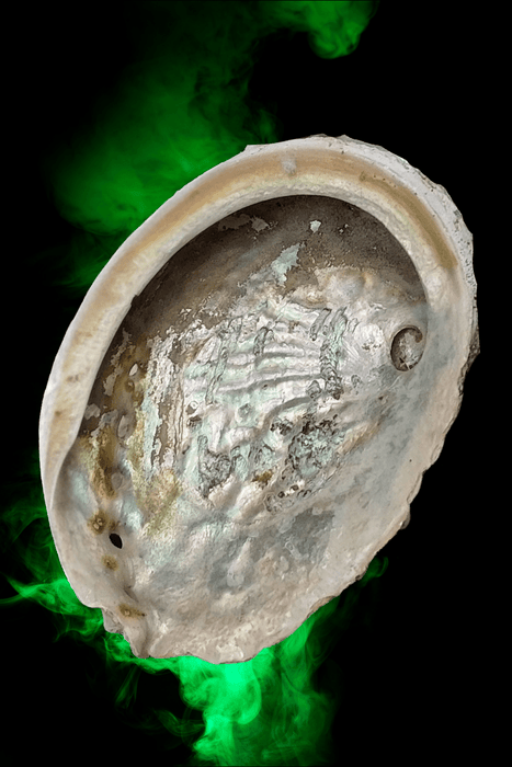 Abalone Shell - Dusty Rose Essentials