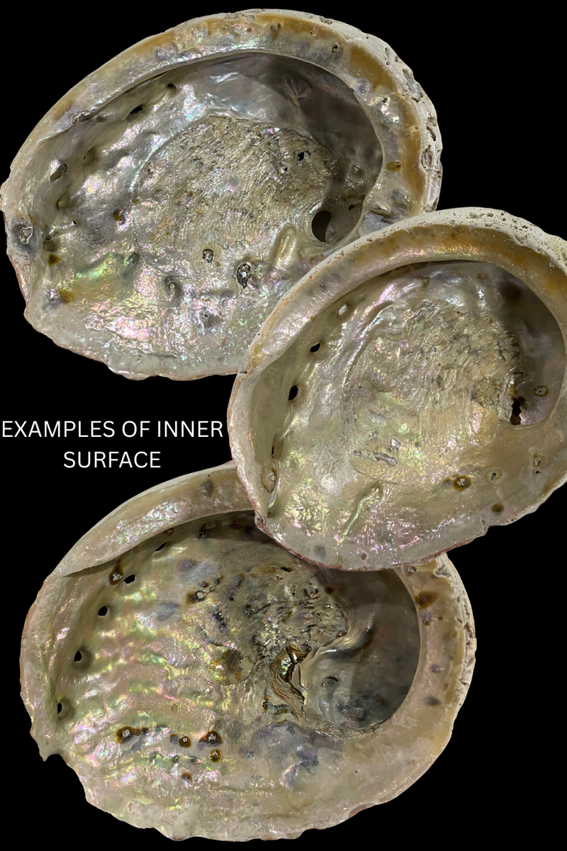 Palo Santo, White Sage, & Abalone Shell Kit