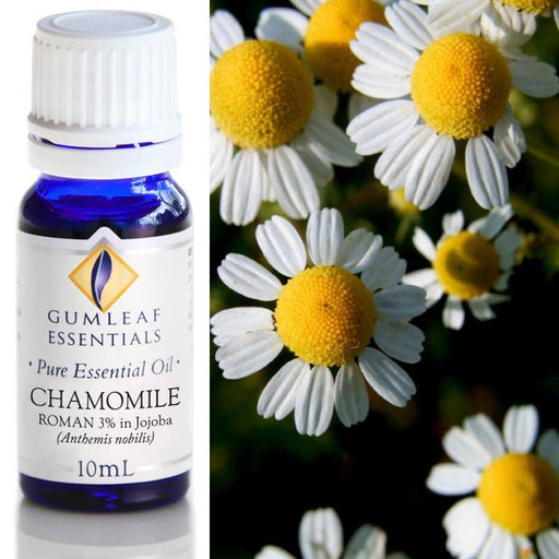 Chamomile Roman (3% in Jojoba) Essential Oil 10ml - Dusty Rose Essentials