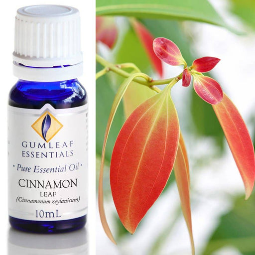 Cinnamon Leaf Essential Oil 10ml - Dusty Rose Essentials