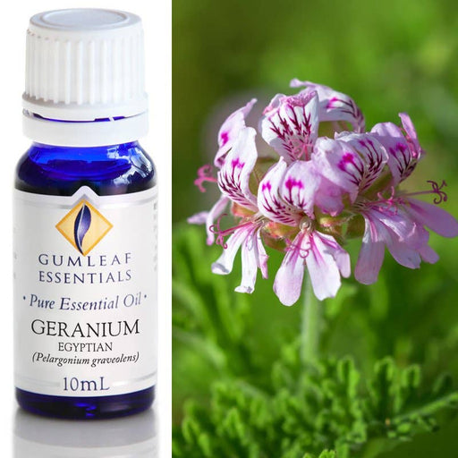 Geranium Egyptian Essential Oil 10 ml - Dusty Rose Essentials