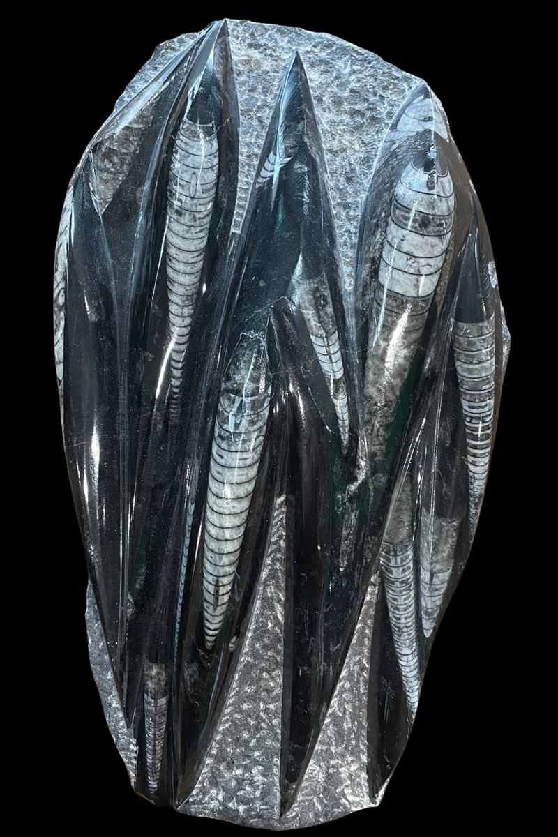 Orthoceras Fossil Plaque