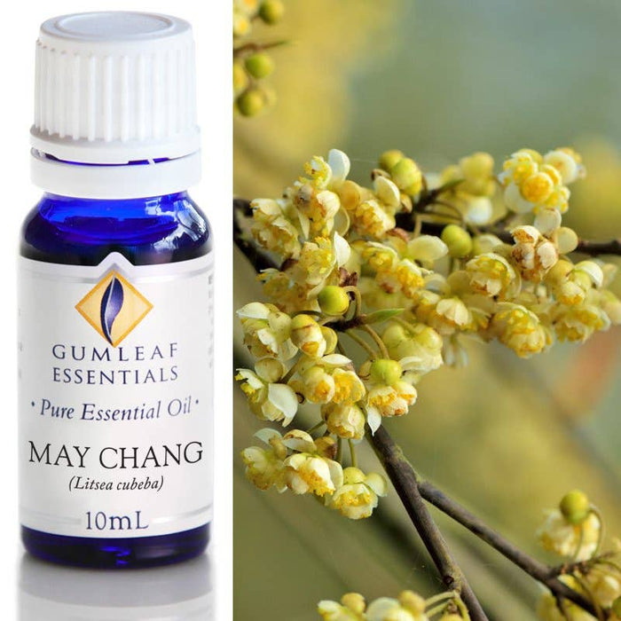 May Chang Essential Oil 10ml - Dusty Rose Essentials