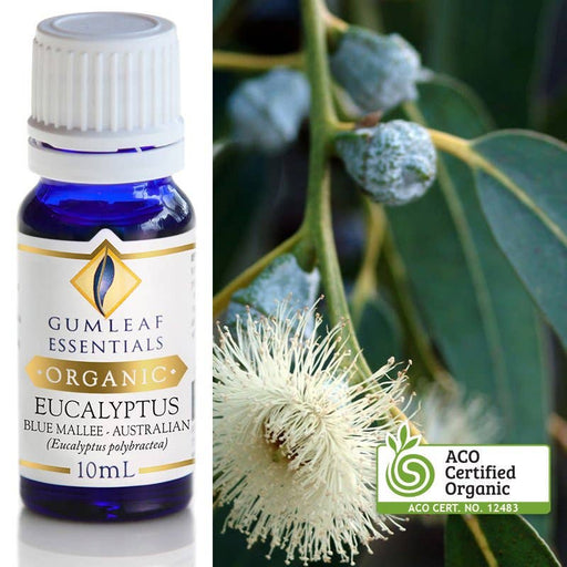 Organic Eucalyptus Blue Mallee Essential Oil 10ml - Dusty Rose Essentials