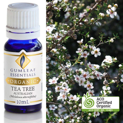 Organic Tea Tree Australian Essential Oil 10ml - Dusty Rose Essentials