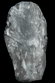 Orthoceras Fossil Plaque - Dusty Rose Essentials