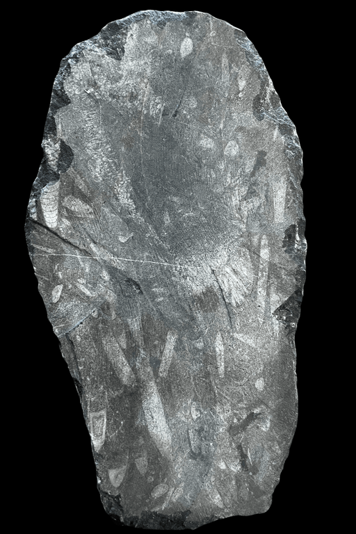 Orthoceras Fossil Plaque - Dusty Rose Essentials