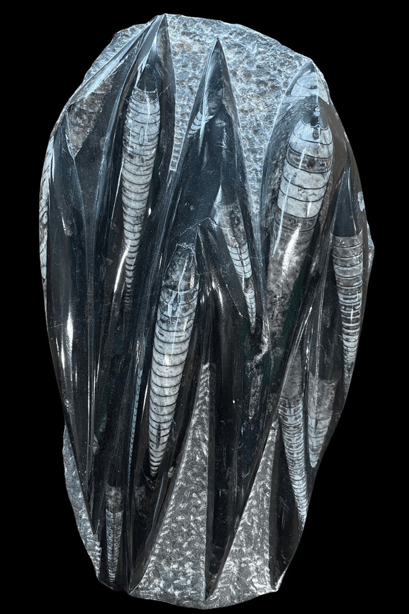 Orthoceras Fossil Plaque - Dusty Rose Essentials