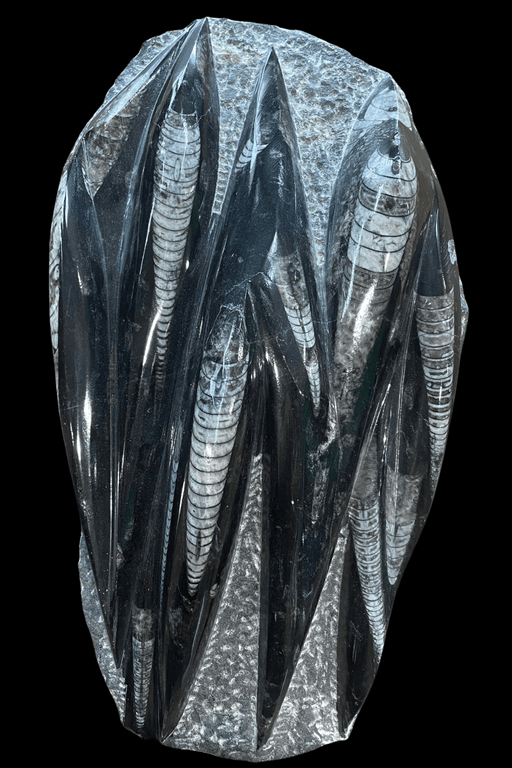 Orthoceras Fossil Plaque - Dusty Rose Essentials