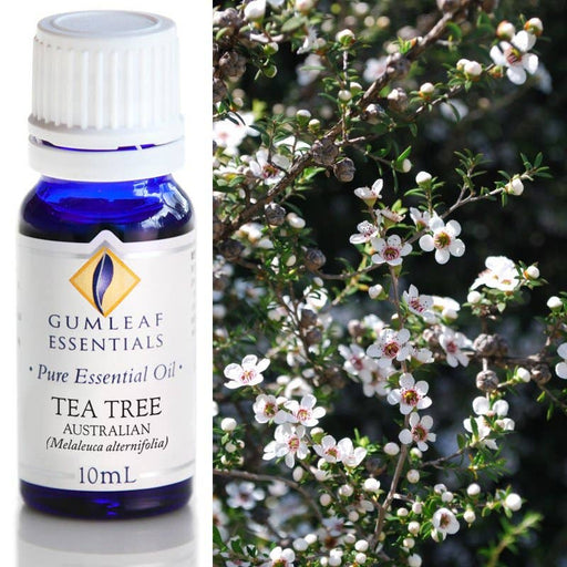 Tea Tree Australian Essential Oil 10ml - Dusty Rose Essentials