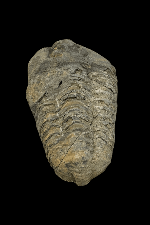 Trilobite Fossil - Dusty Rose Essentials