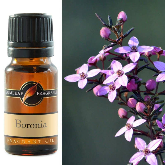 Boronia Fragrance Oil 10ml - Dusty Rose Essentials
