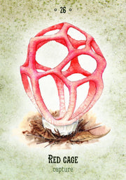 Mushroom Spirit Oracle - Dusty Rose Essentials